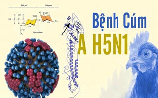 TP Hồ Chí Minh ghi nhận 1 trường hợp viêm não do virus cúm gia cầm