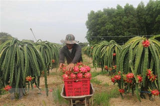 Thanh long được giá, nông dân phấn khởi