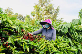 Huyện Cư M’gar (Đắk Lắk) triển khai nhiều giải pháp hữu hiệu, phát triển cây cà phê bền vững