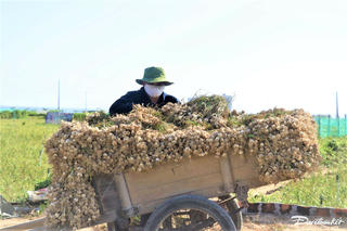 Quảng Ngãi: Nỗi niềm người trồng tỏi Lý Sơn