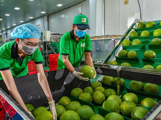Xuất khẩu rau quả với kỳ tích mới