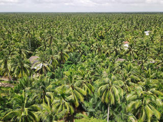 Ngành dừa nâng tầm xuất khẩu tỷ đô