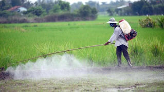 Nguy hại của thuốc trừ sâu hóa học
