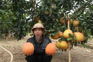Bưởi tiến vua đắt khách dịp cận Tết, thương lái muốn mua phải 'xếp hàng'