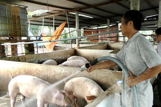Gánh nặng chi phí thức ăn chăn nuôi