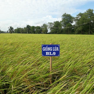 Phát triển giống lúa BL9 theo hướng hữu cơ, thích ứng biến đổi khí hậu