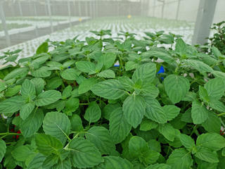 TP HCM: Nhiều chính sách hỗ trợ liên kết sản xuất và tiêu thụ sản phẩm nông nghiệp