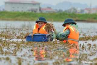Bộ đội giúp dân gặt lúa trong nước lũ