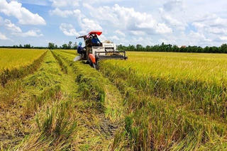 Việt Nam sắp có ‘lúa giảm phát thải’