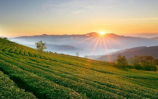 Tháo nút thắt về chính sách cho đất nông nghiệp