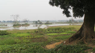 Cuối năm về quê tạ mộ