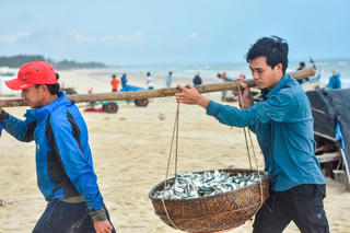 Trúng ‘lộc biển’ ngư dân ở Quảng Trị thu tiền triệu sau một buổi ra khơi