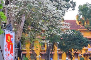 Mê mẩn với loài hoa 'trắng muốt' nở rộ khắp Thủ đô