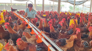 Ngành chăn nuôi thấp thỏm