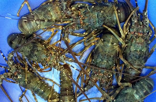 Phú Yên: Ngăn chặn, buôn bán, vận chuyển tôm hùm giống trái phép tại địa phương