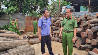 Đắk Lắk: Phát hiện xưởng cưa chứa gỗ lậu quý hiếm ngay trung tâm 