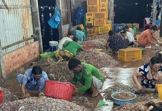Lộc biển mùa gió chướng