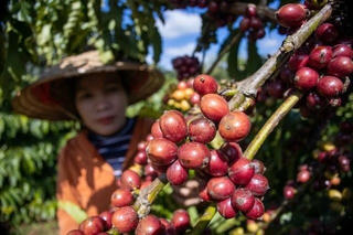 Dư địa lớn cho cà phê Việt