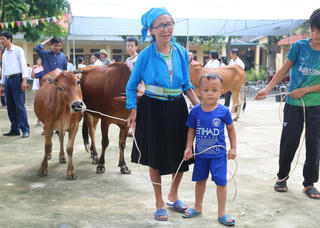 Hỗ trợ bò giống, giúp đồng bào dân tộc vươn lên thoát nghèo