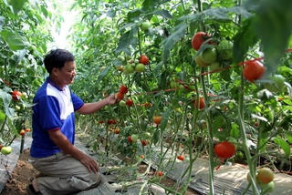 Lâm Đồng: 64 hợp tác xã hoạt động trong lĩnh vực nông nghiệp 