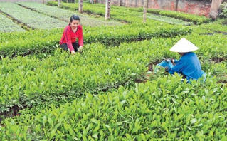 Nông dân Yên Thế làm giàu, thu hàng trăm triệu/năm từ rừng