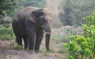 Tăng cường bảo vệ voi rừng