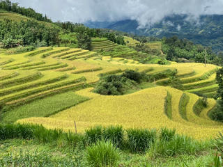 [Ảnh] Lúa chín vàng trên ruộng bậc thang, người Mông mở hội Gầu Tào