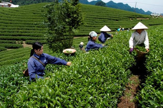 Thái Nguyên: 108 xã đạt chuẩn nông thôn mới