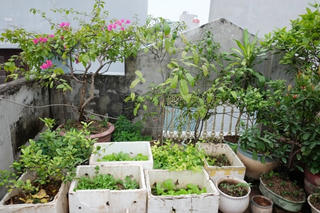 Nhà đẹp 4 tầng thành kho đồng nát vì gia chủ ham tích đồ trồng rau