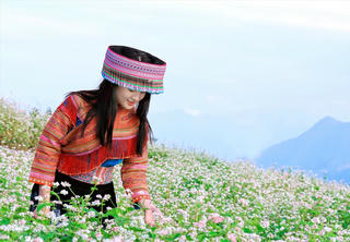 Sa Pa Hút khách bằng những mùa hoa