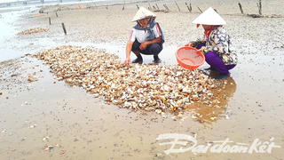 Sò chết như ngả rạ, người nuôi trắng tay