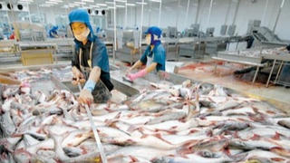 Cá tra ‘Bắc tiến’