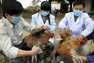 Hà Tĩnh: Xuất hiện cúm A/H5N6 sau bão số 10
