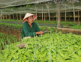 Sản phẩm sạch loay hoay tìm đầu ra