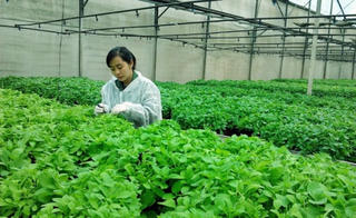 Cú hích từ thế mạnh dược liệu