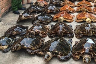 22 năm tù cho 2 đối tượng buôn bán tiêu bản rùa biển