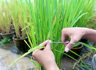 Đưa giống lúa chịu phèn trên vùng đất Tháp Mười vào sản xuất
