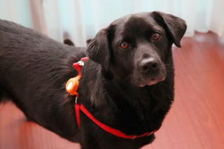 Thiết bị có thể đọc suy nghĩ động vật