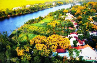Quảng Nam: Tạm dừng Lễ hội mùa hoa sưa 2022 do ảnh hưởng mưa lớn
