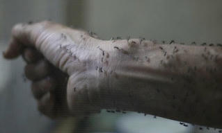 Cảnh báo virus Zika