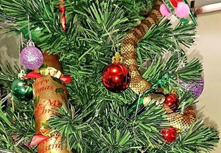 Suýt bị rắn độc cắn vì nhầm là... đồ trang trí Noel
