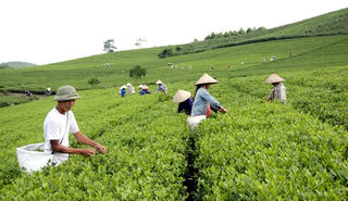 Tuyên Quang: Giúp người dân phát triển kinh tế