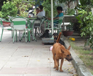 Sẽ ra quy định mới về bắt giữ, xử lý chó thả rông nơi công cộng