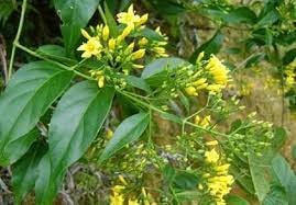 Uống nhầm nước lá ngón, 2 vợ chống nguy kịch