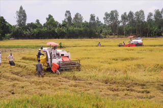Nghịch lý nông sản sạch