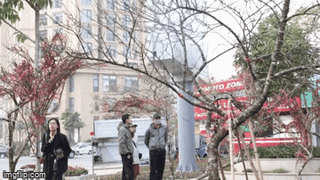 Đào Sơn La dán tem xuất xứ thu hút sự chú ý của người dân