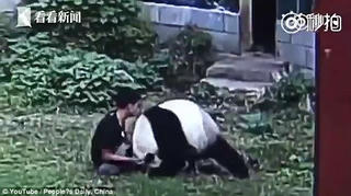 Trung Quốc: Chiều bạn gái, trèo vào sở thú vật nhau với gấu trúc