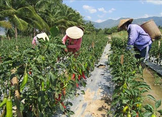 Ninh Thuận: Trái ớt giúp người dân nâng cao thu nhập