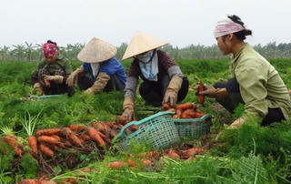 Trồng cà rốt