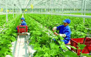 Ngành nông nghiệp cần tăng tính tự chủ